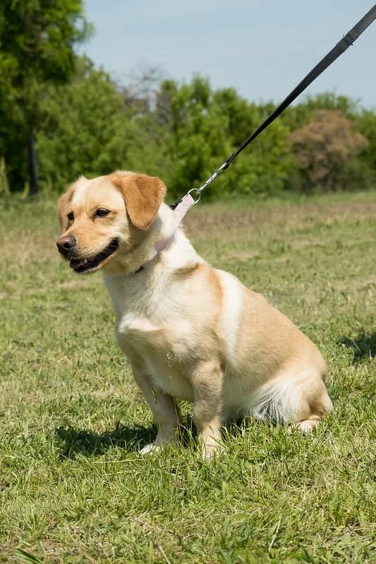 Enci, female 4yo Mixed Breed for adoption at Hundehilfe Marika e.V.