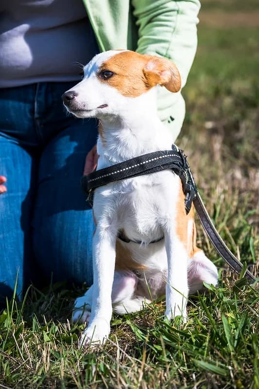 Fanta, female 3yo Mixed Breed for adoption at Hundehilfe Marika e.V.
