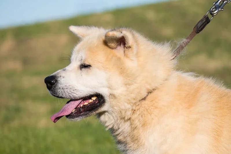 Fantom, male Akita for adoption at Hundehilfe Marika e.V.