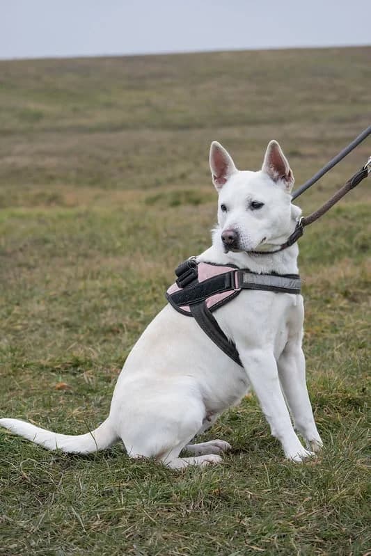 Felhö, female 5yo Mixed Breed for adoption at Hundehilfe Marika e.V.