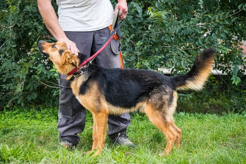 Franko, male German Shepherd for adoption at Hundehilfe Marika e.V.
