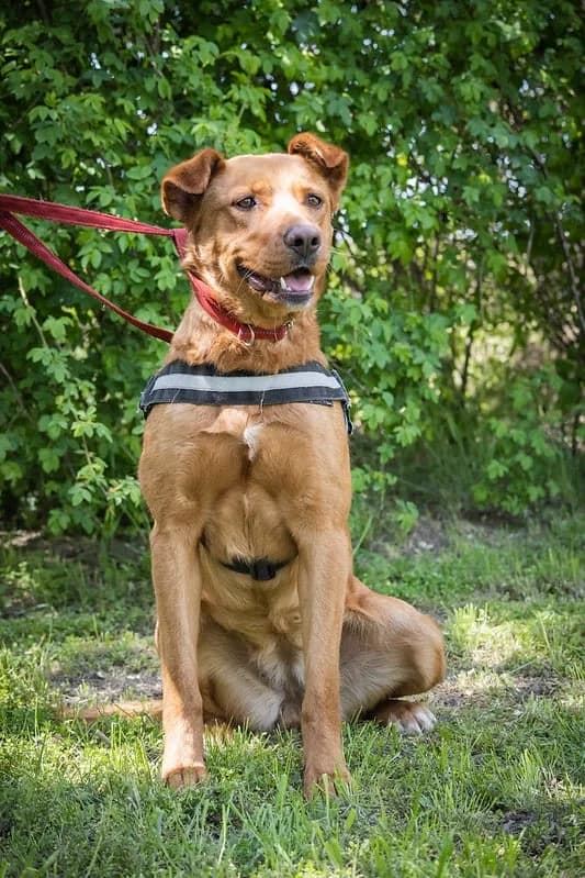 Gerti, female Shar Pei for adoption at Hundehilfe Marika e.V.