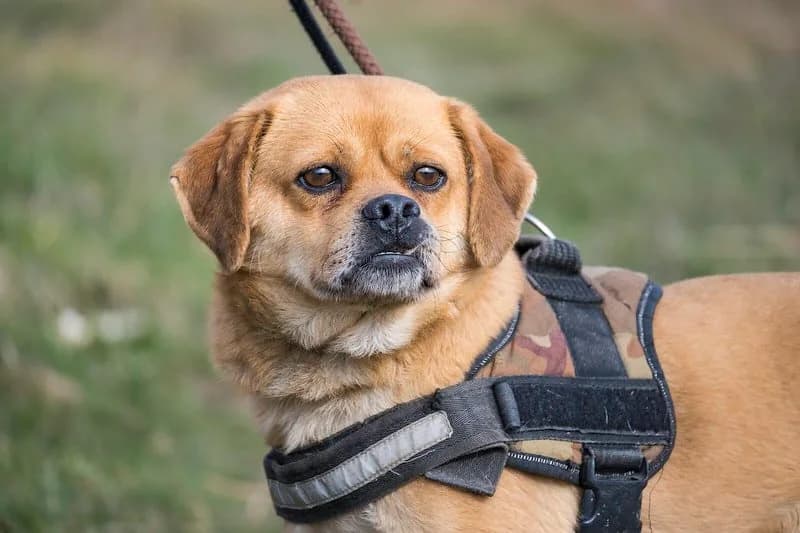 Gezu, male Mixed Breed for adoption at Hundehilfe Marika e.V.