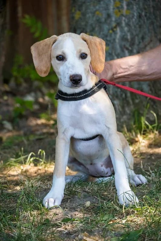 Ginger, male young Beagle for adoption at Hundehilfe Marika e.V.