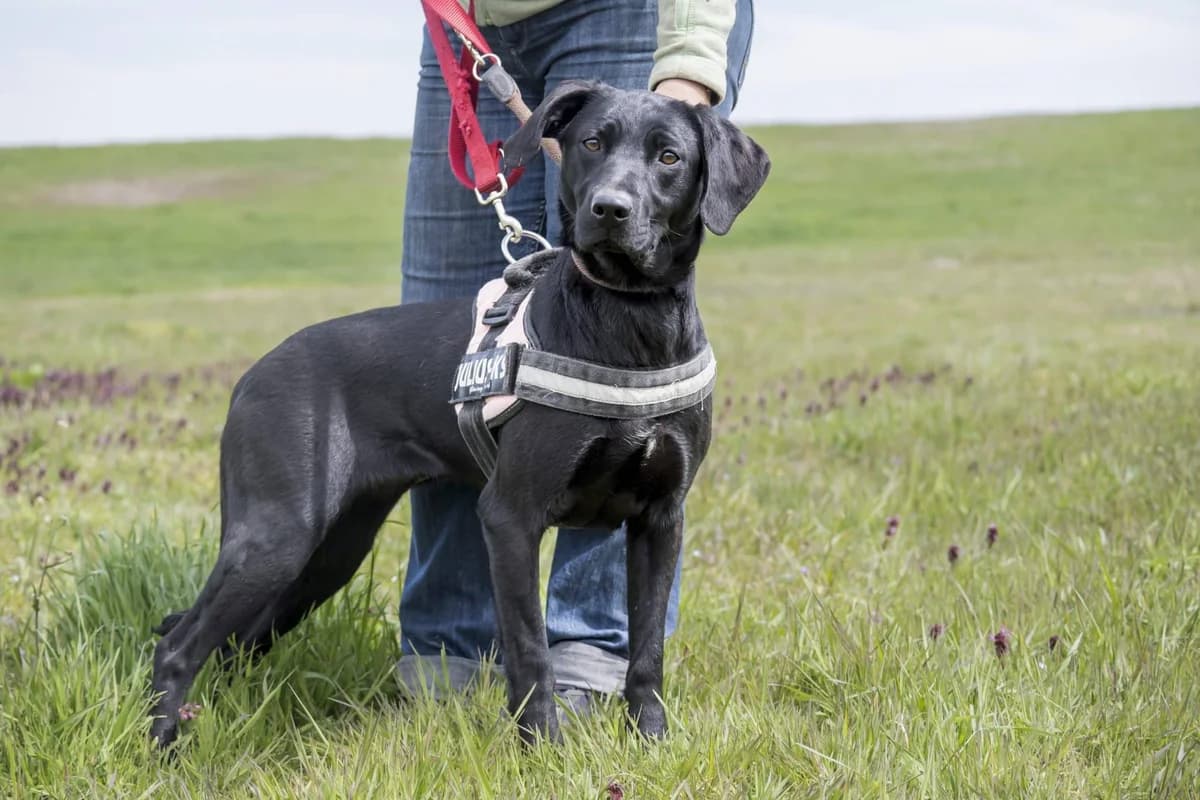Gini, female Labrador Retriever for adoption at Hundehilfe Marika e.V.