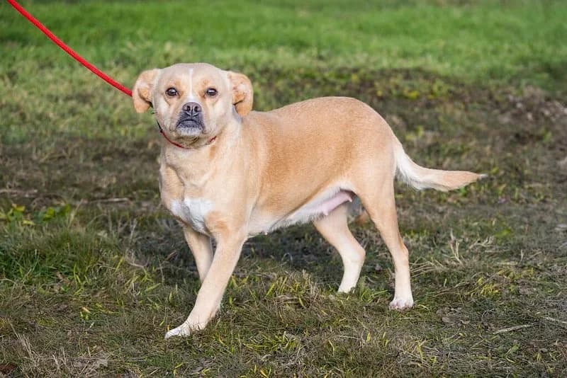 Gizi, female Mixed Breed for adoption at Hundehilfe Marika e.V.