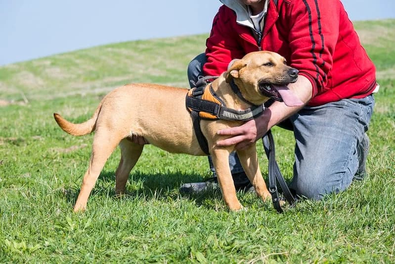 Gyömber, female 3yo Labrador Retriever for adoption at Hundehilfe Marika e.V.