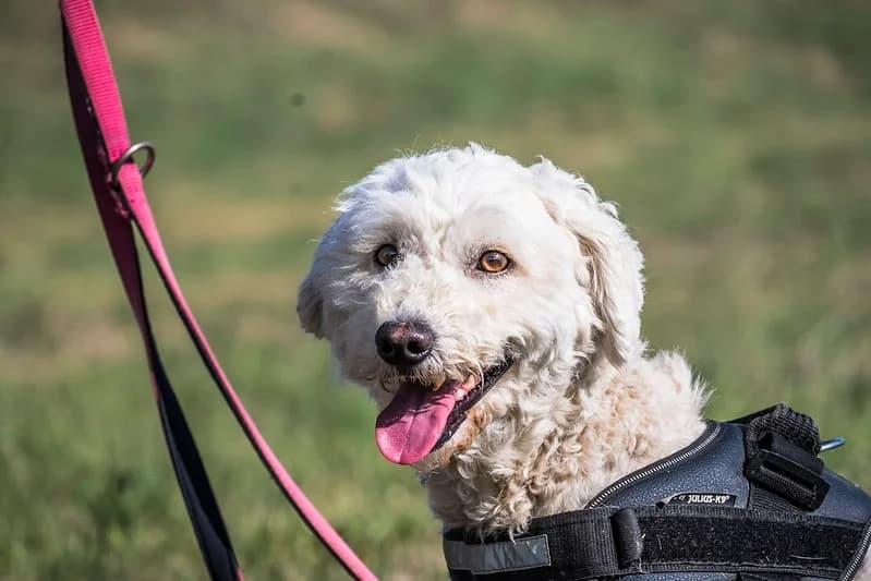 Hanna, female 7yo Labrador Retriever for adoption at Hundehilfe Marika e.V.
