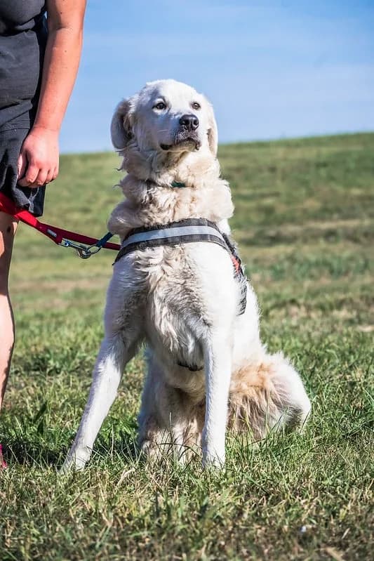 Hattyú, female 3yo Kuvasz for adoption at Hundehilfe Marika e.V.