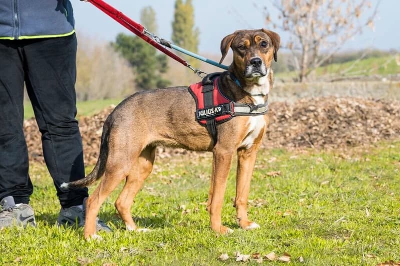 Janet, female Mixed Breed for adoption at Hundehilfe Marika e.V.