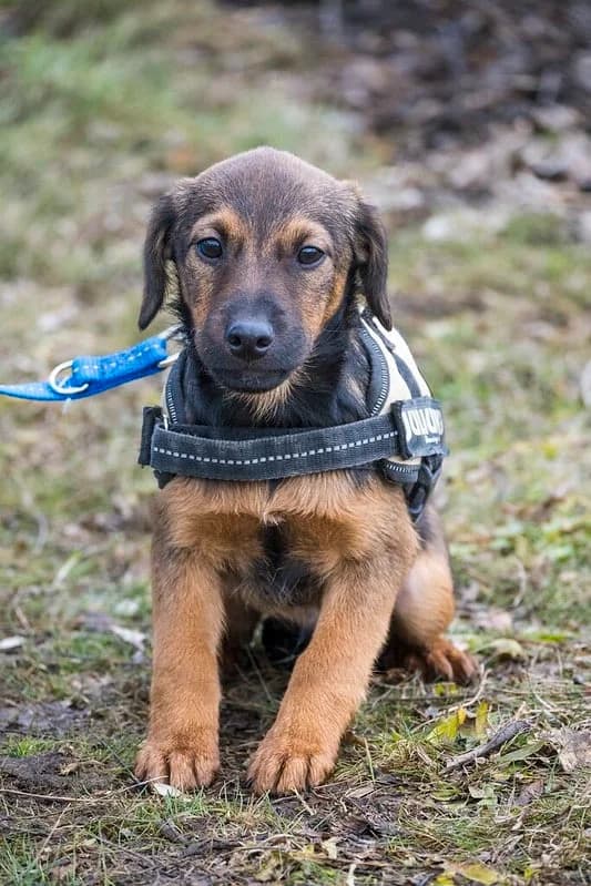 Janko, male Mixed Breed for adoption at Hundehilfe Marika e.V.