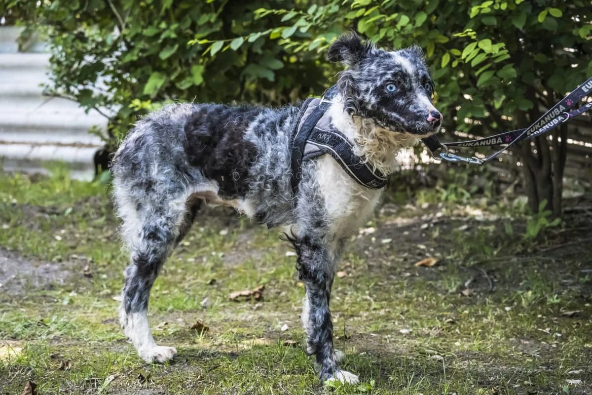 Jazmin, female puppy mixed breed for adoption at Hundehilfe Marika e.V.