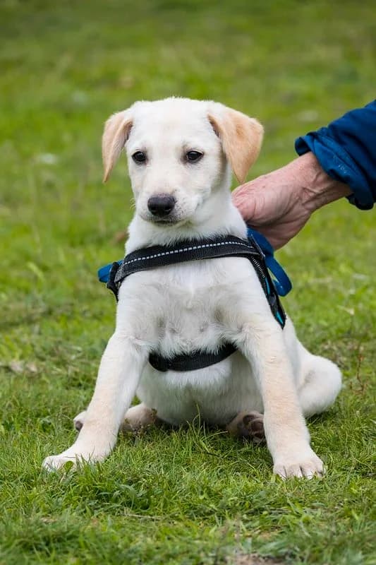Jonas, male Labrador Retriever for adoption at Hundehilfe Marika e.V.