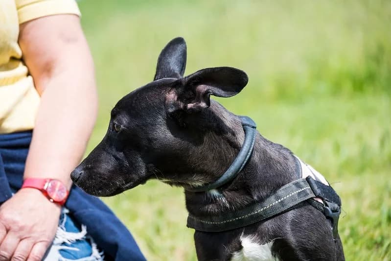 Kiwi, female Mixed Breed for adoption at Hundehilfe Marika e.V.