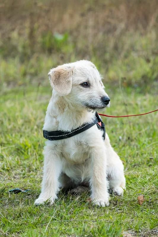 Klara, female young Mixed Breed for adoption at Hundehilfe Marika e.V.