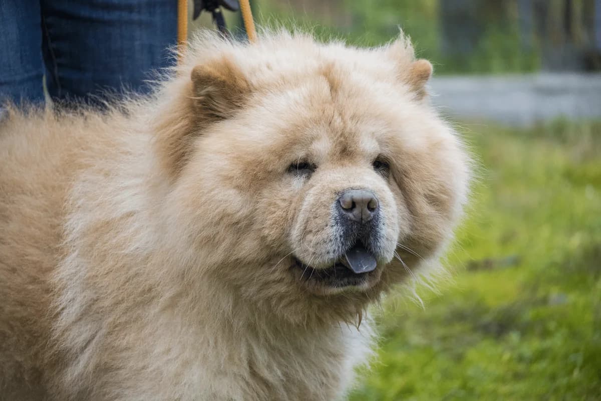 Kokocs, male Chow Chow for adoption at Hundehilfe Marika e.V.