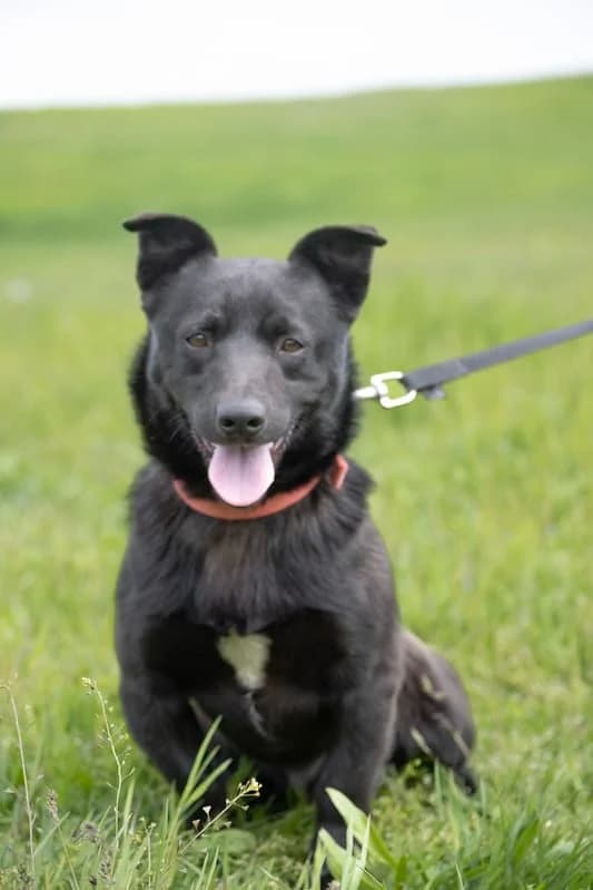 Lajos, male 4yo Mixed Breed for adoption at Hundehilfe Marika e.V.