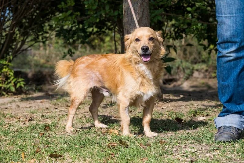 Levis, male 6yo Mixed Breed for adoption at Hundehilfe Marika e.V.