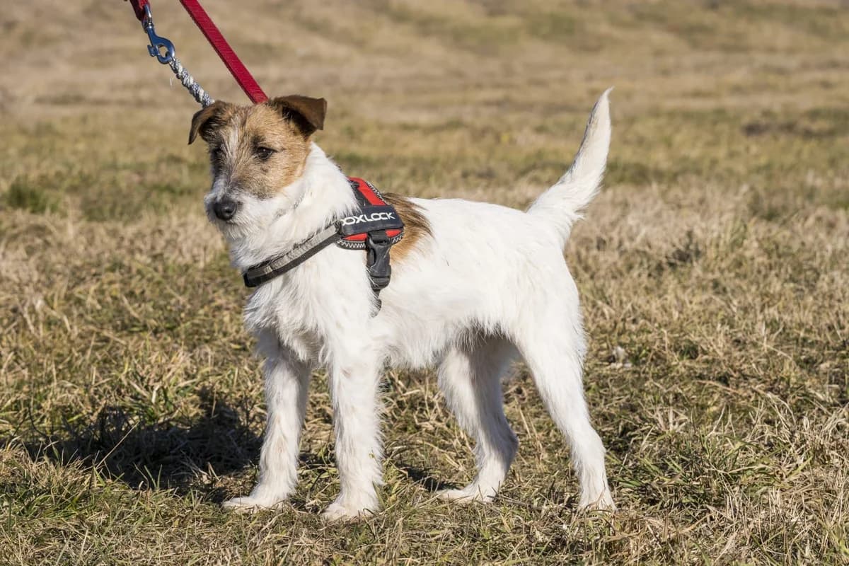Lexi, female mixed breed for adoption at Hundehilfe Marika e.V.