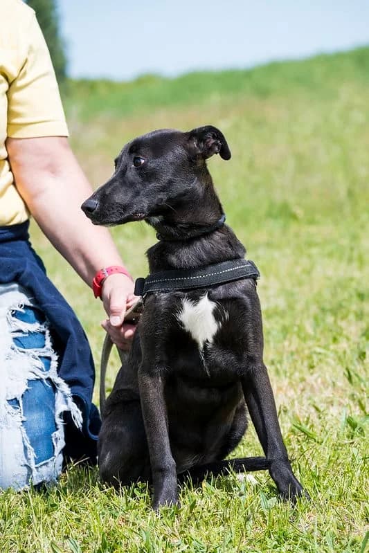 Lime, female young Mixed Breed for adoption at Hundehilfe Marika e.V.
