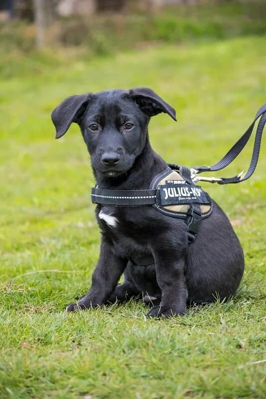 Lucky, male Labrador Retriever for adoption at Hundehilfe Marika e.V.