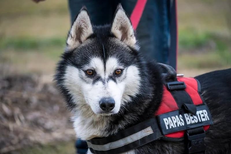 Magnus, male Husky for adoption at Hundehilfe Marika e.V.
