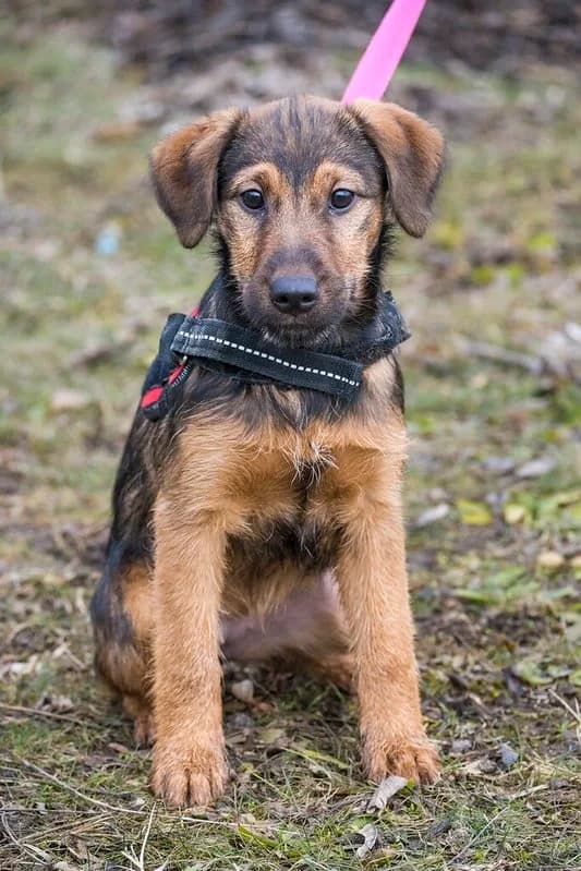 Malna, female puppy Mixed Breed for adoption at Hundehilfe Marika e.V.