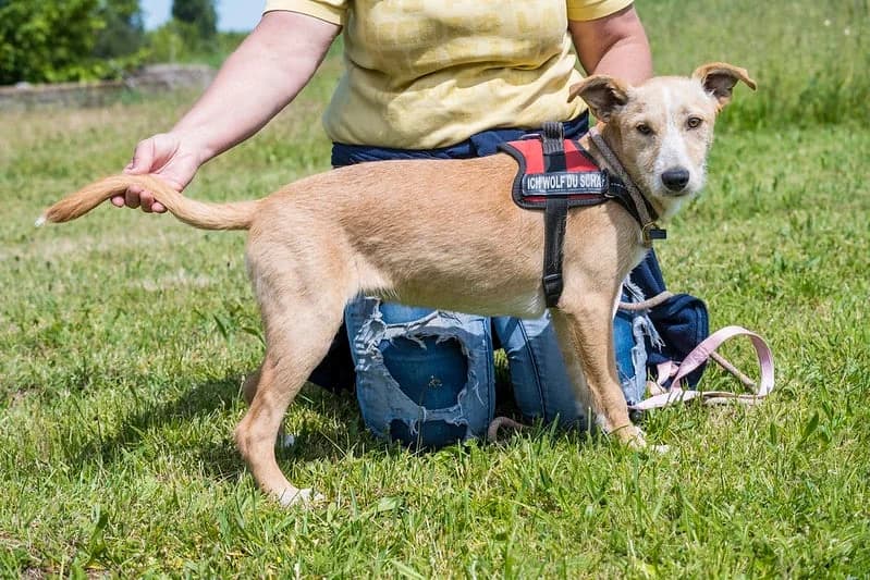 Mango, female young Mixed Breed for adoption at Hundehilfe Marika e.V.