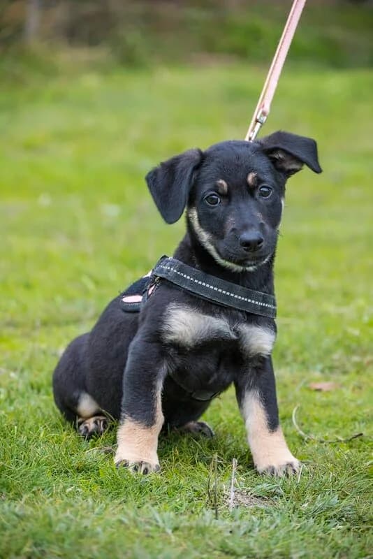 Mani, female Labrador Retriever for adoption at Hundehilfe Marika e.V.