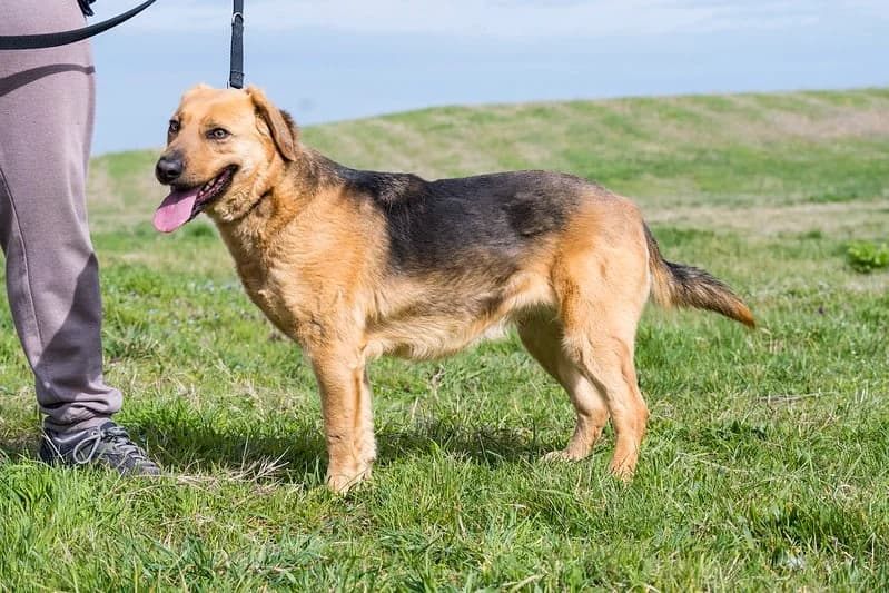Maszat, female 6yo German Shepherd for adoption at Hundehilfe Marika e.V.