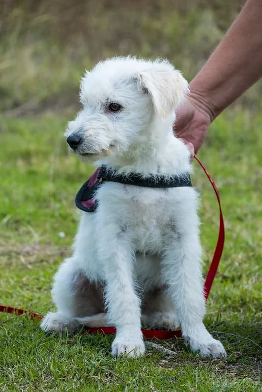 Matild, female young Mixed Breed for adoption at Hundehilfe Marika e.V.
