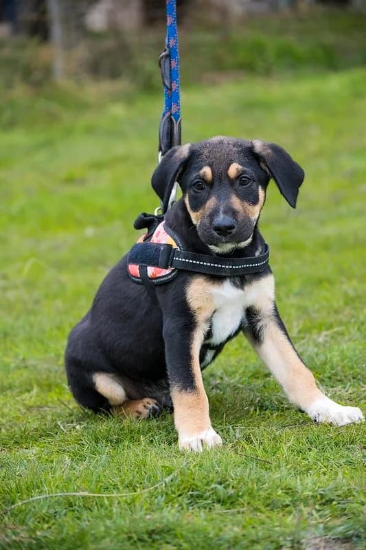 Maylo, male Labrador Retriever for adoption at Hundehilfe Marika e.V.