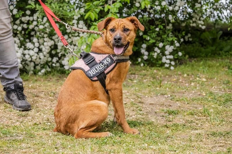 Michelle, female Labrador Retriever for adoption at Hundehilfe Marika e.V.