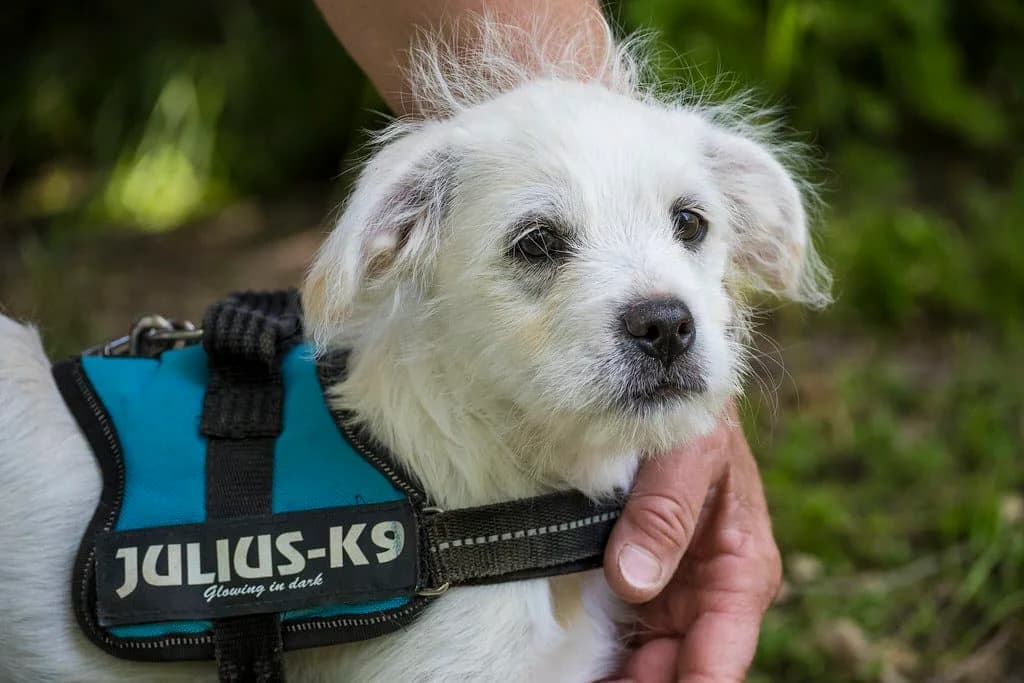 Mikro, male Mixed Breed for adoption at Hundehilfe Marika e.V.