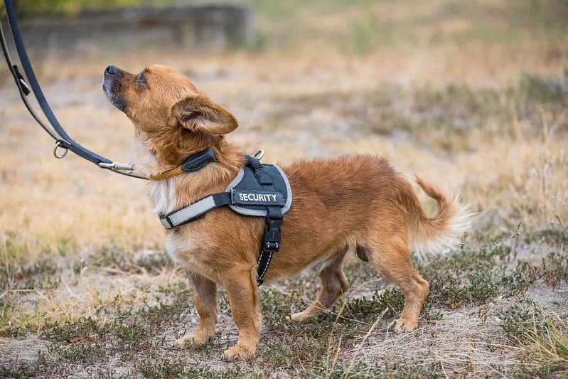 Mister, male senior Chihuahua for adoption at Hundehilfe Marika e.V.