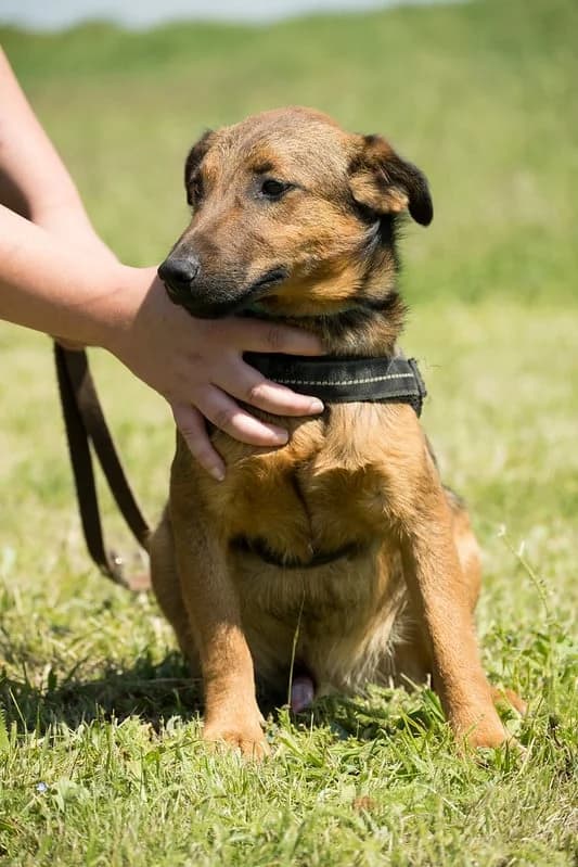 Moha, male 3yo mixed breed for adoption at Hundehilfe Marika e.V.