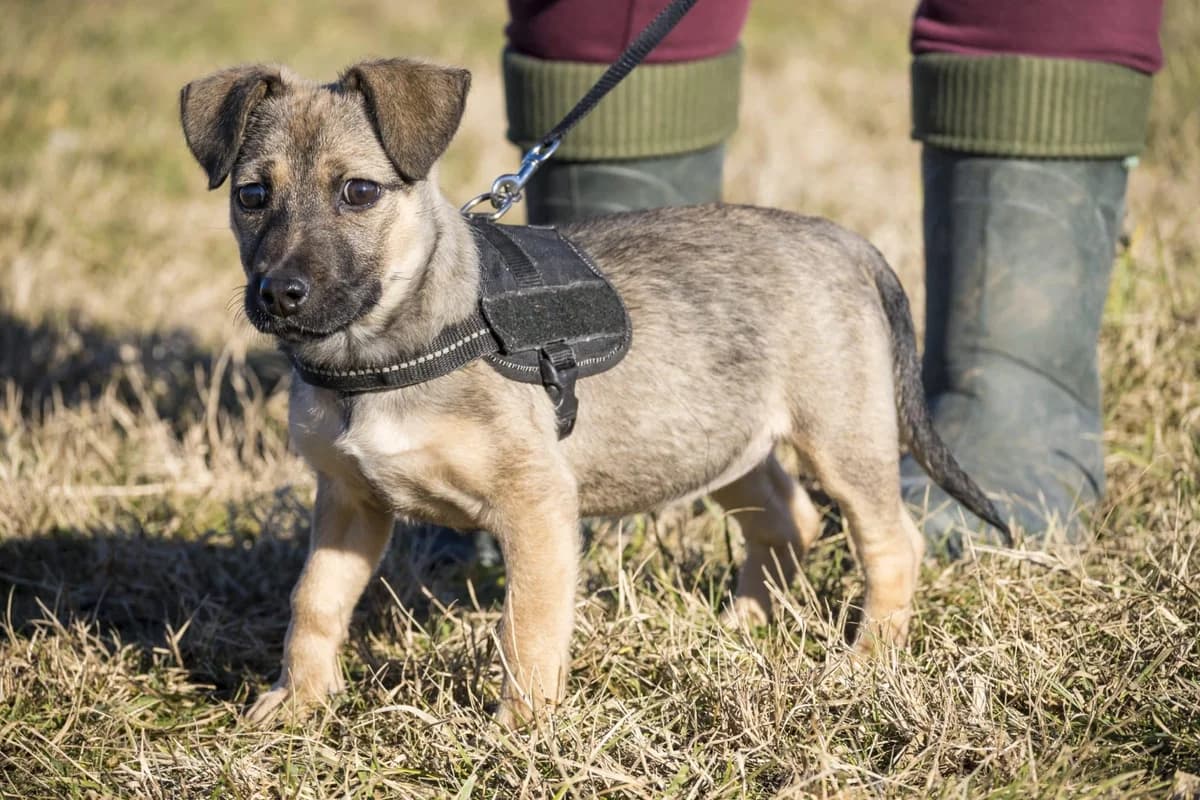 Moki, female young Mixed Breed for adoption at Hundehilfe Marika e.V.