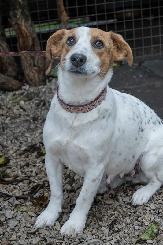 Narcisz, female Mixed Breed for adoption at Hundehilfe Marika e.V.