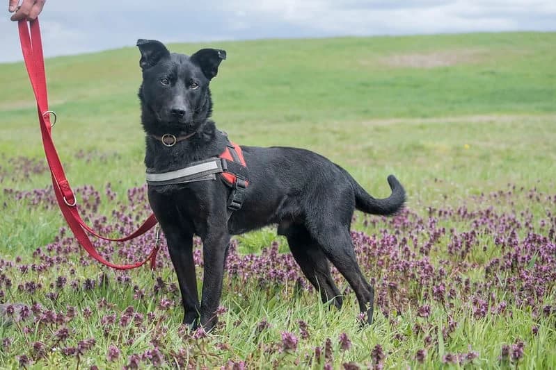 Noel, male Labrador Retriever for adoption at Hundehilfe Marika e.V.