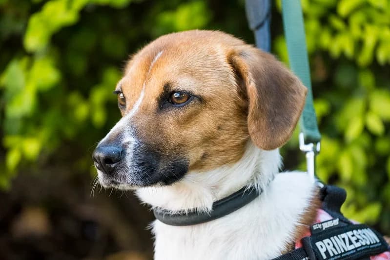 Nugat, female 5yo Mixed Breed for adoption at Hundehilfe Marika e.V.