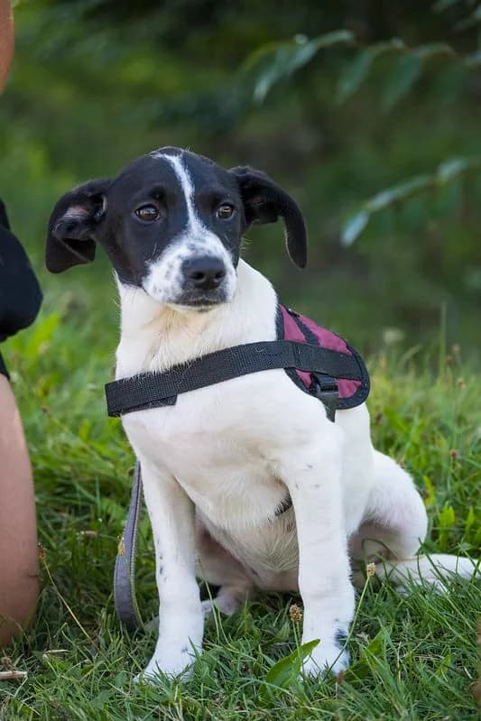Nyina, female 3yo Mixed Breed for adoption at Hundehilfe Marika e.V.