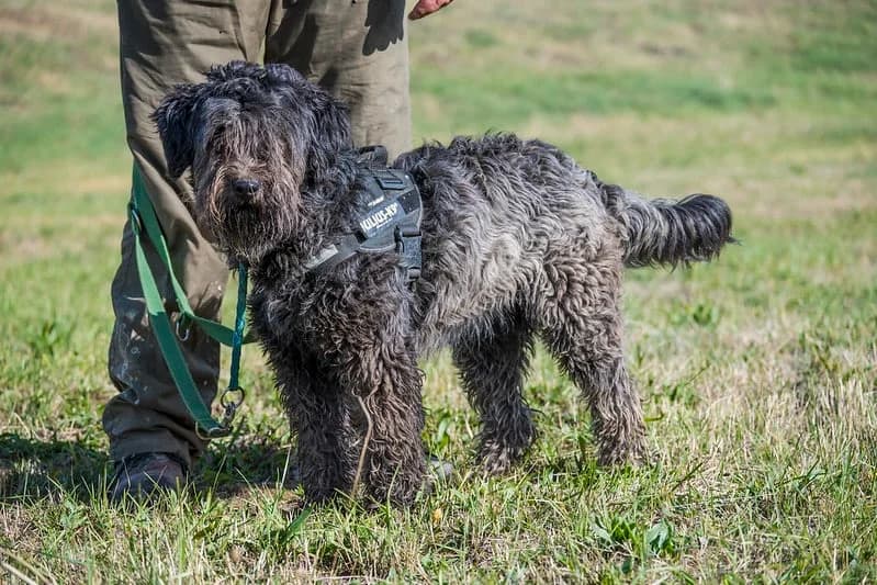 Paula, female 3yo Mixed Breed for adoption at Hundehilfe Marika e.V.