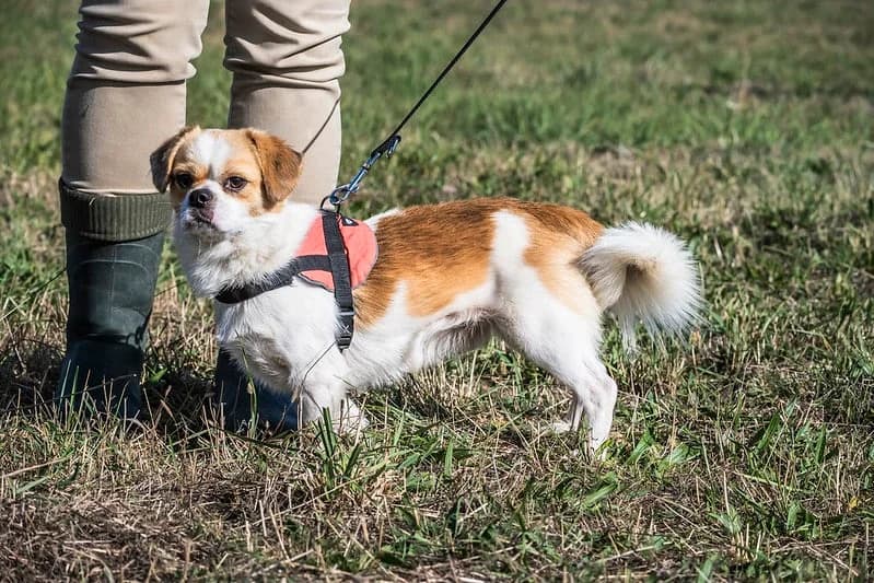 Pedro, male 4yo mixed breed for adoption at Hundehilfe Marika e.V.