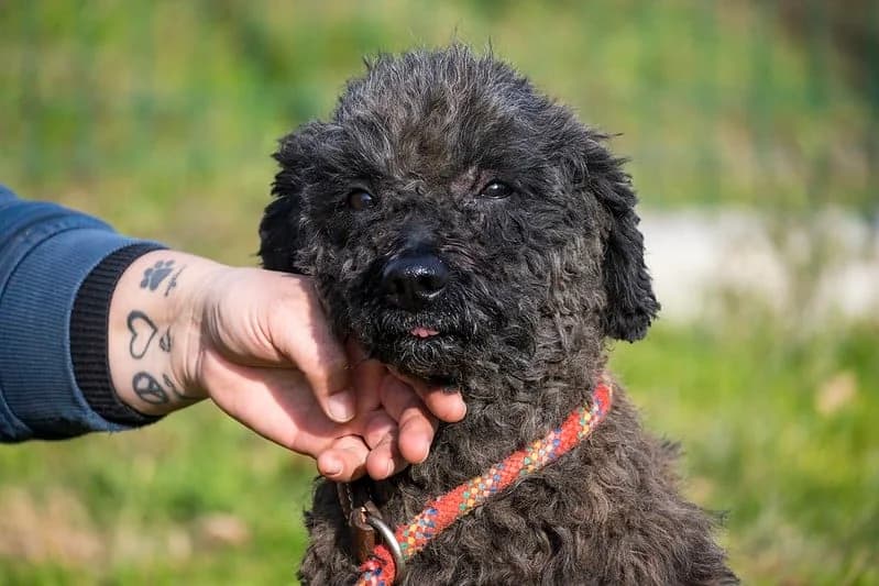 Pepe, male Mixed Breed for adoption at Hundehilfe Marika e.V.