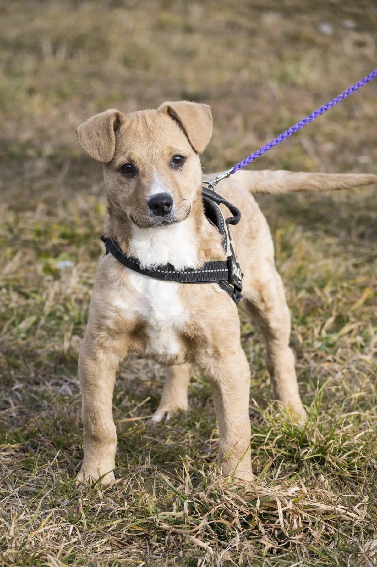 Peti, male young Mixed Breed for adoption at Hundehilfe Marika e.V.