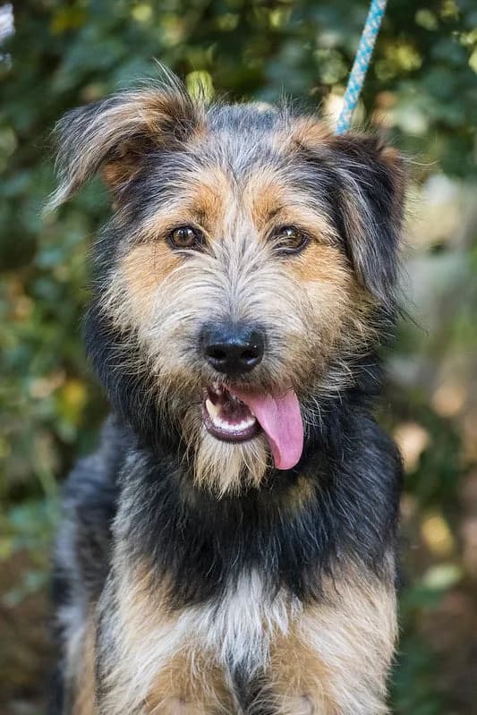 Pipacs, female Mixed Breed for adoption at Hundehilfe Marika e.V.