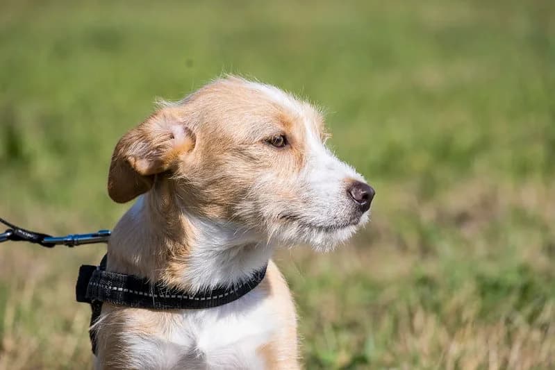 Pizza, male 3yo Mixed Breed for adoption at Hundehilfe Marika e.V.