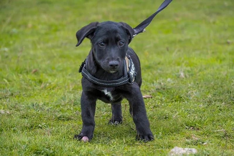 Prada, male Labrador Retriever for adoption at Hundehilfe Marika e.V.