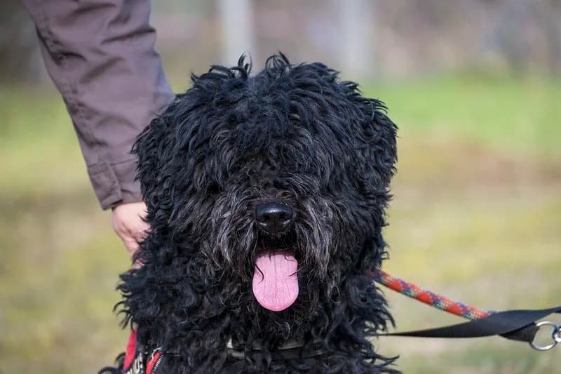 Pulcsi, male Puli for adoption at Hundehilfe Marika e.V.