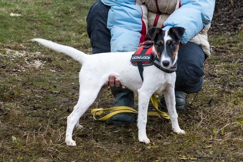 Romi, female mixed breed for adoption at Hundehilfe Marika e.V.